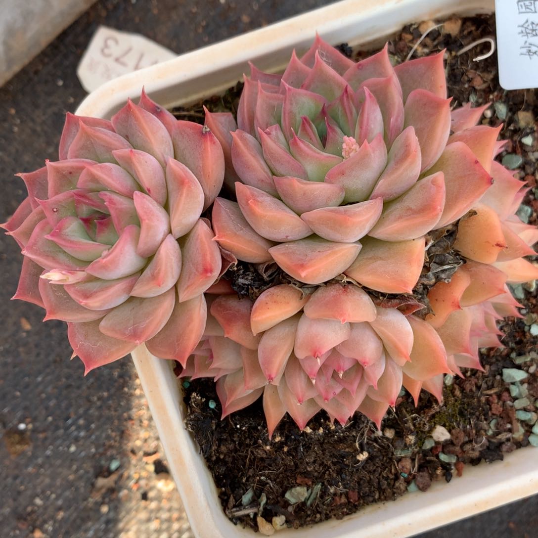 4240杂交多肉植物