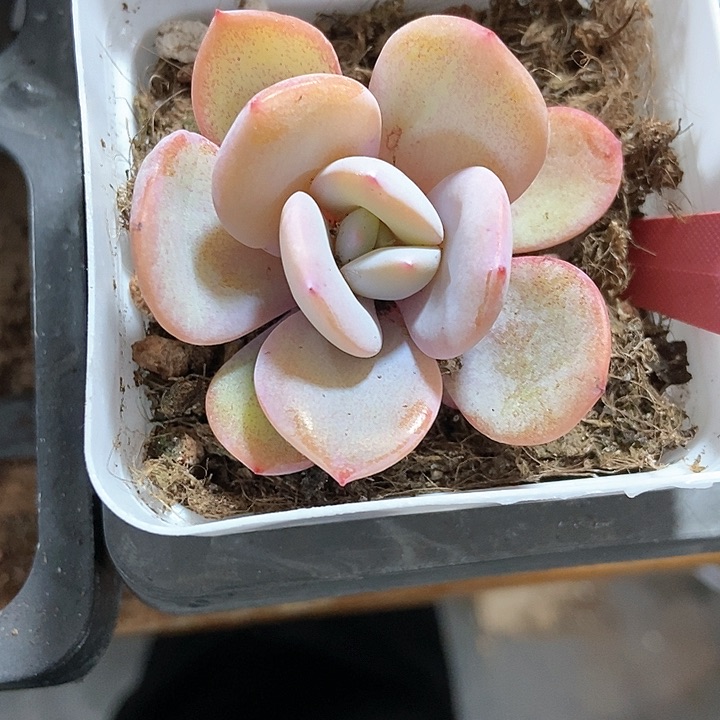 多饿了奶茶1428多肉