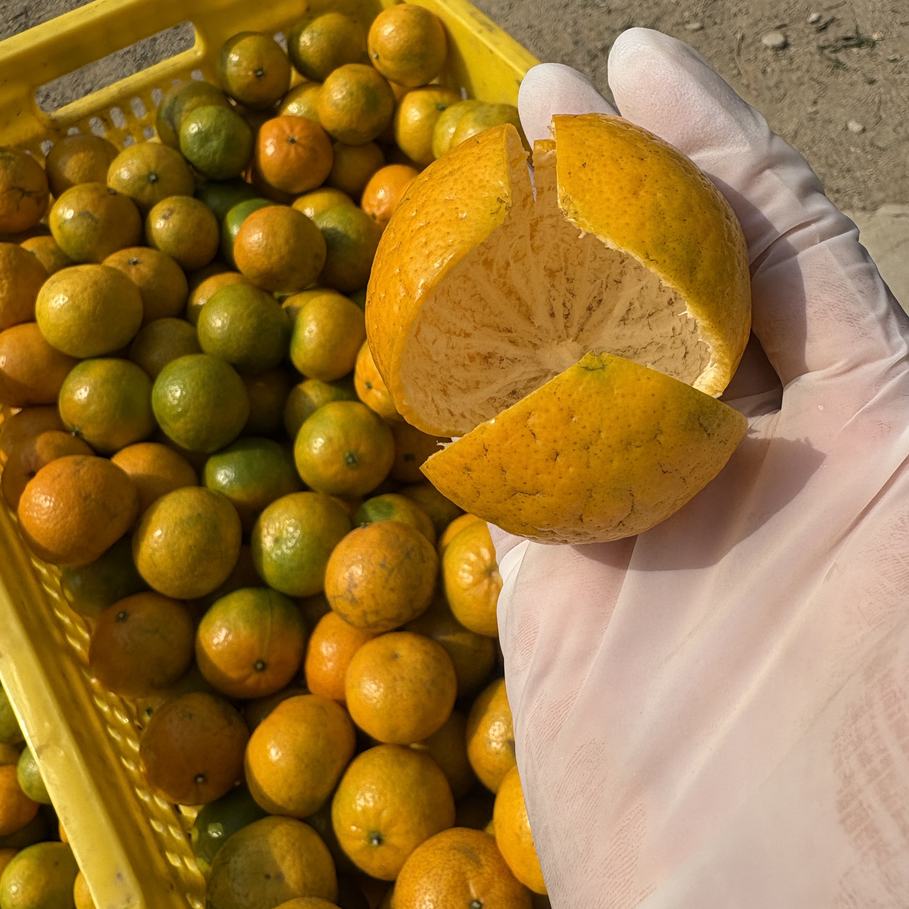 2025年天马英洲围冬后油皮仔统货（出薄荷香）完美主义者勿拍