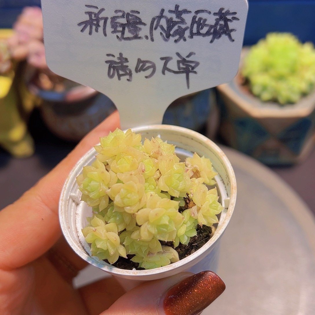 麦秆群，带盆发货，