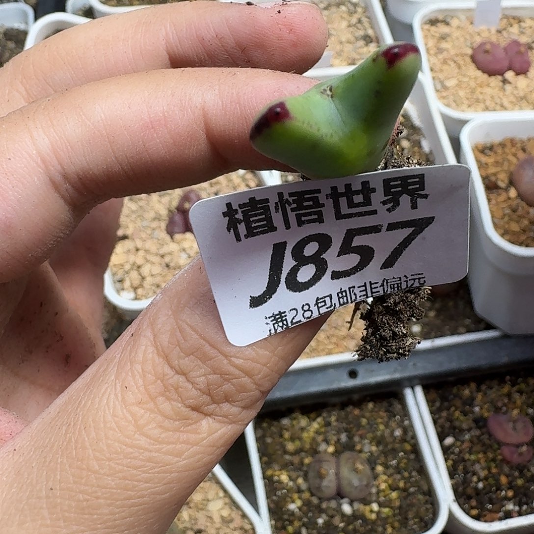 多肉植物的嘴gbnnm