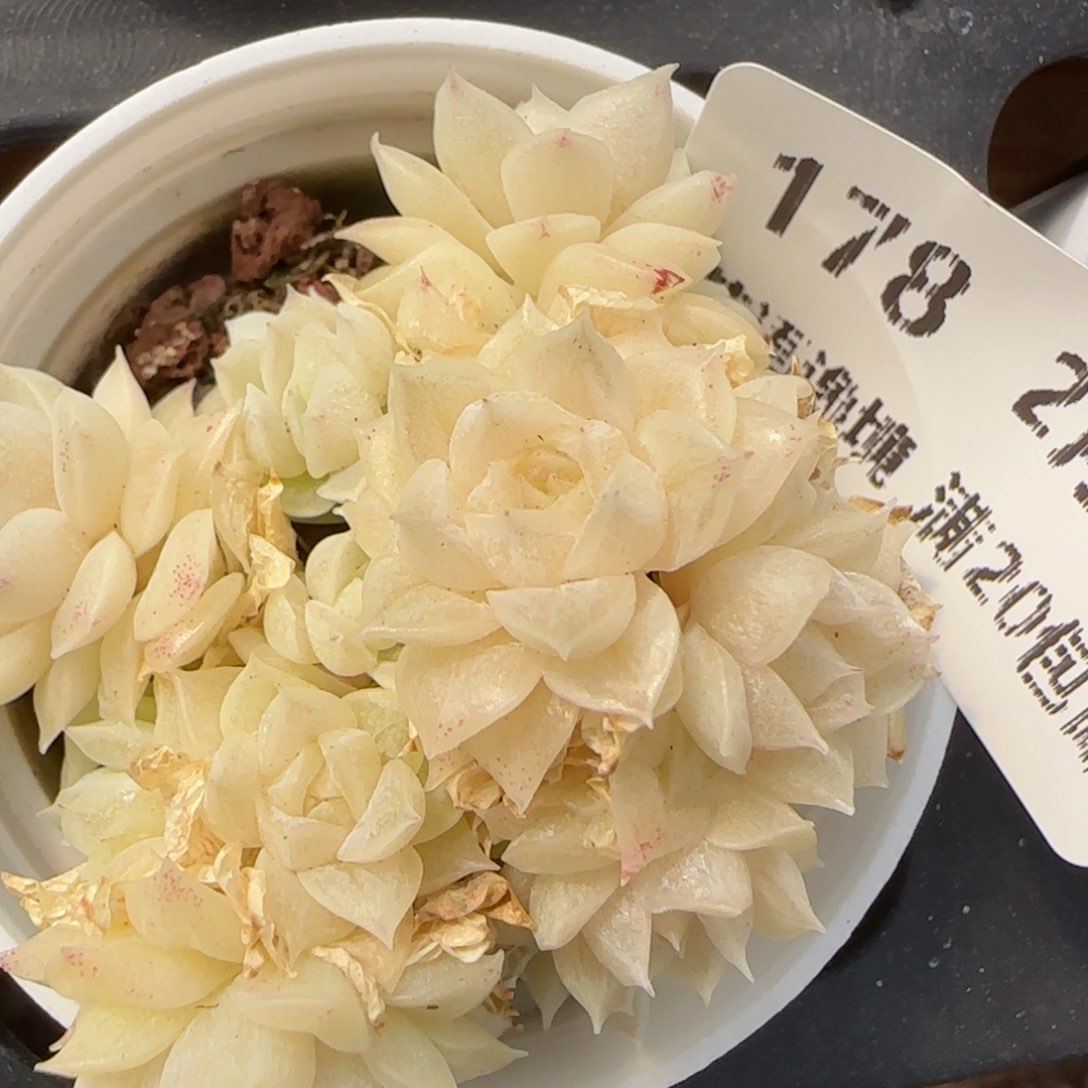 花语逸境0212-178