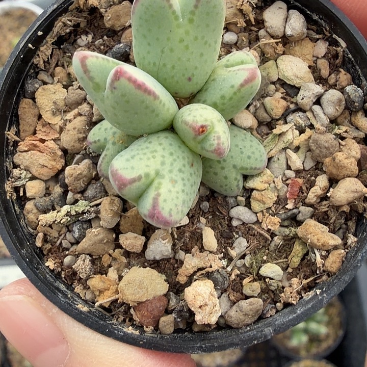 388号985猪蹄一颗