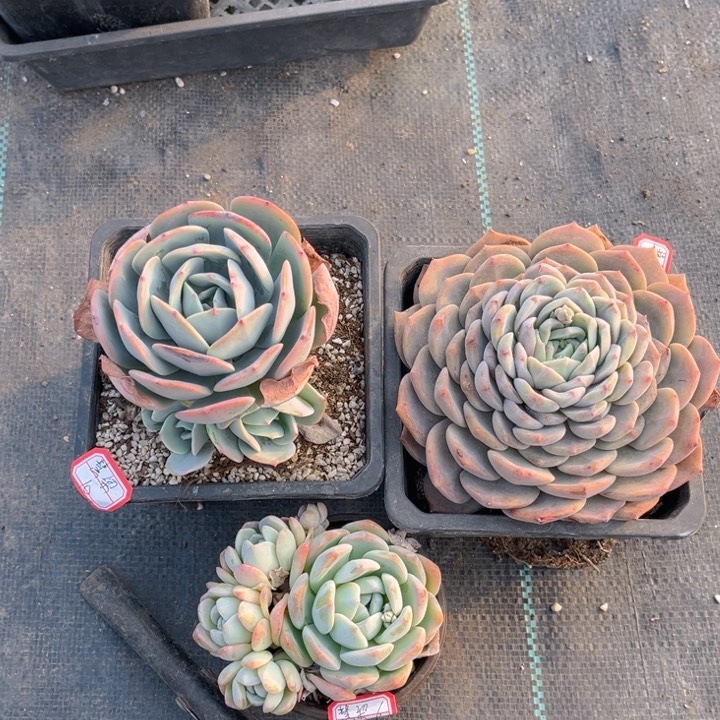 慧*梁蓝粉台阁旺舒柠檬玫瑰蓝宫冰糖玉蝴蝶