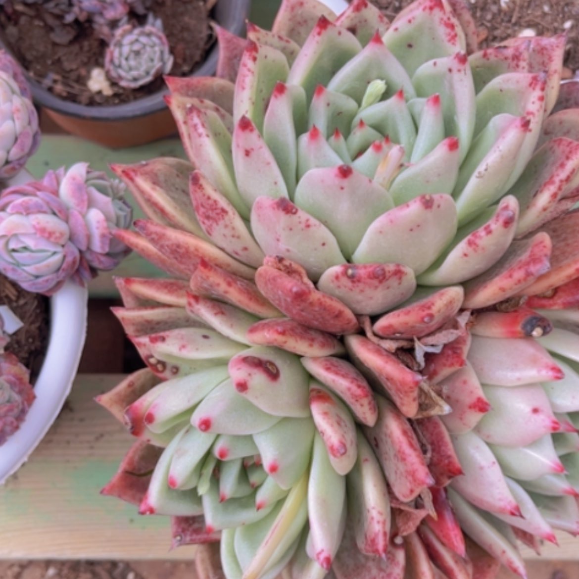 【闪购商品】红颜密语07193