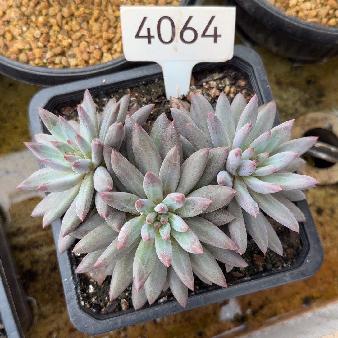 4064。      正版虞美人
