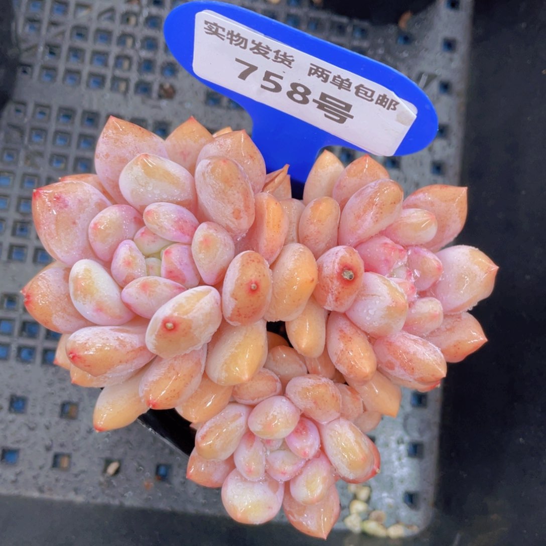 758号半夏群生带腿一个