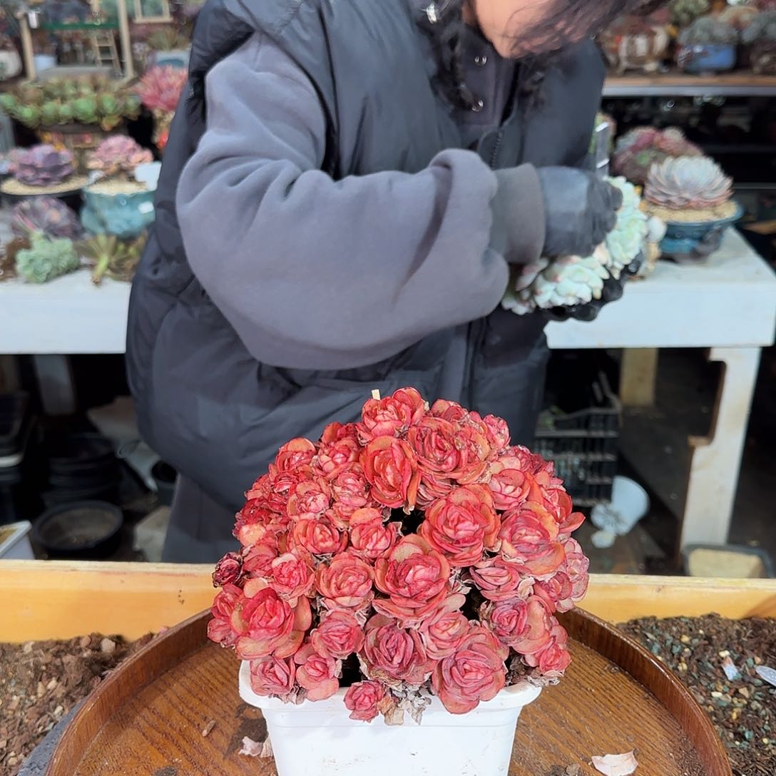 用****44084，秀妍，78.8     肉