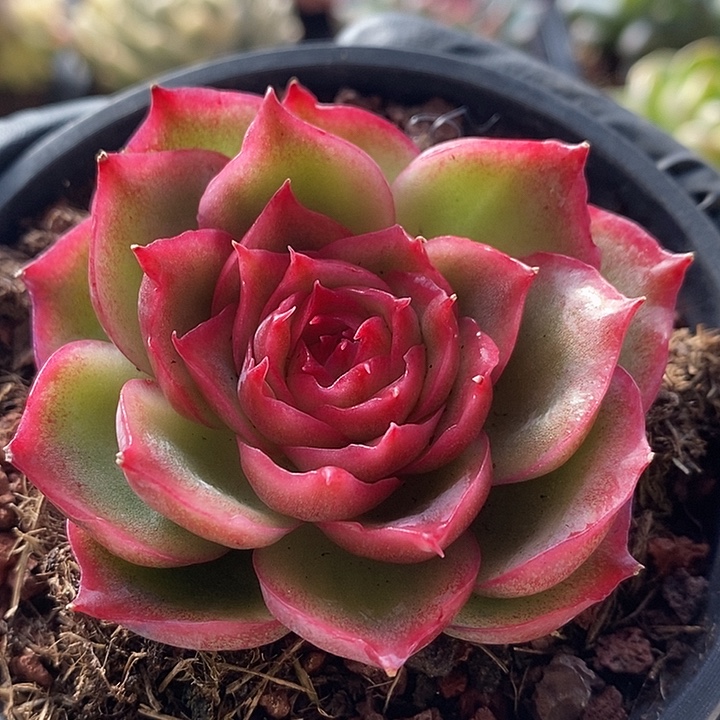 侧影玫瑰冰锦多肉植物