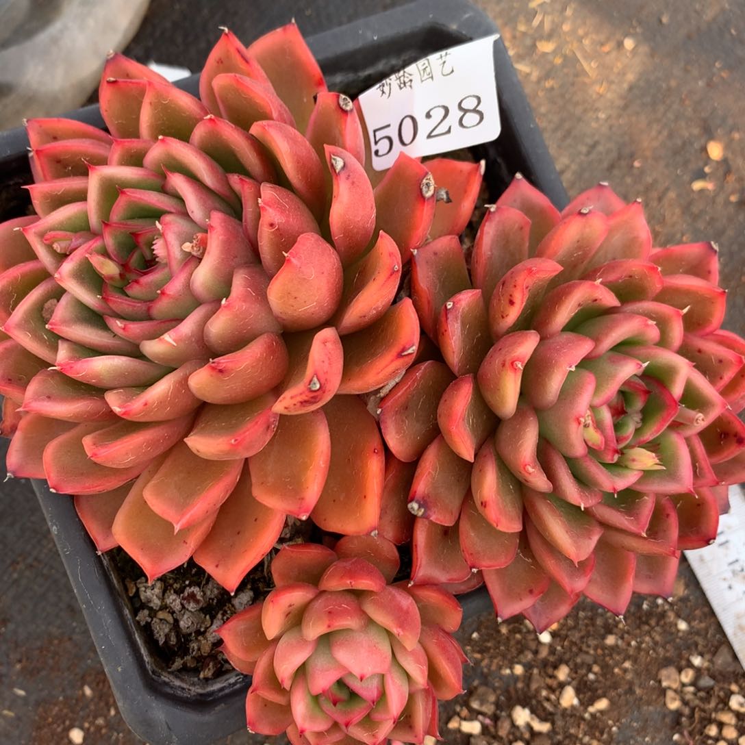 5028杂交多肉植物