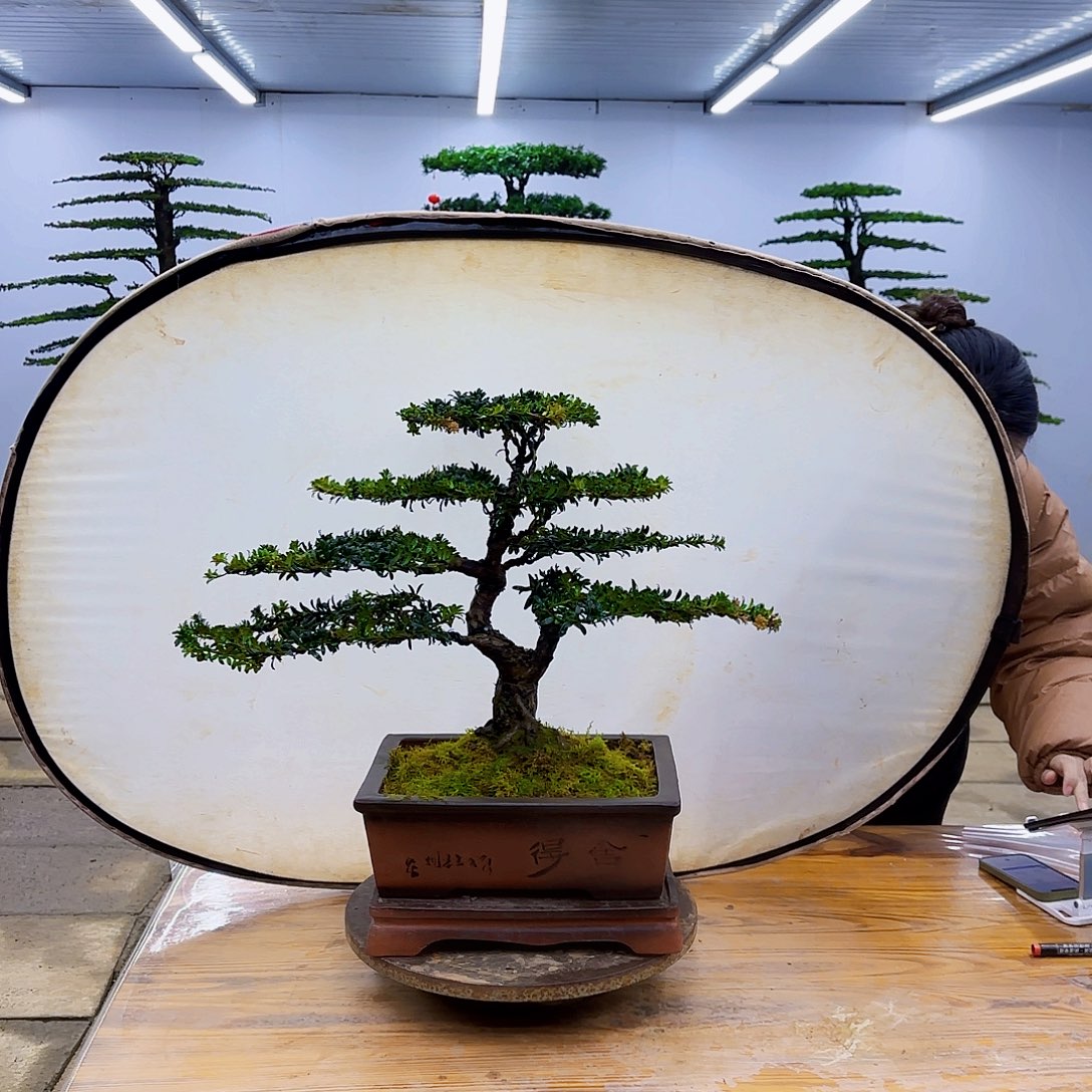 无花朵盆景罗汉松