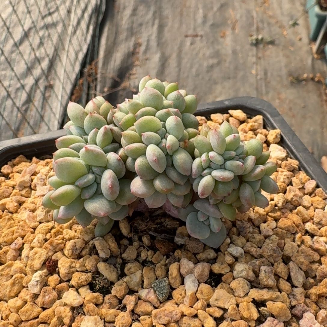 9厘米的尺寸一物一拍的