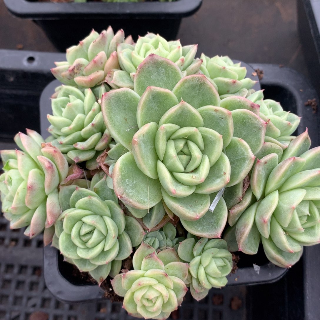 0526-398 麦秆优选