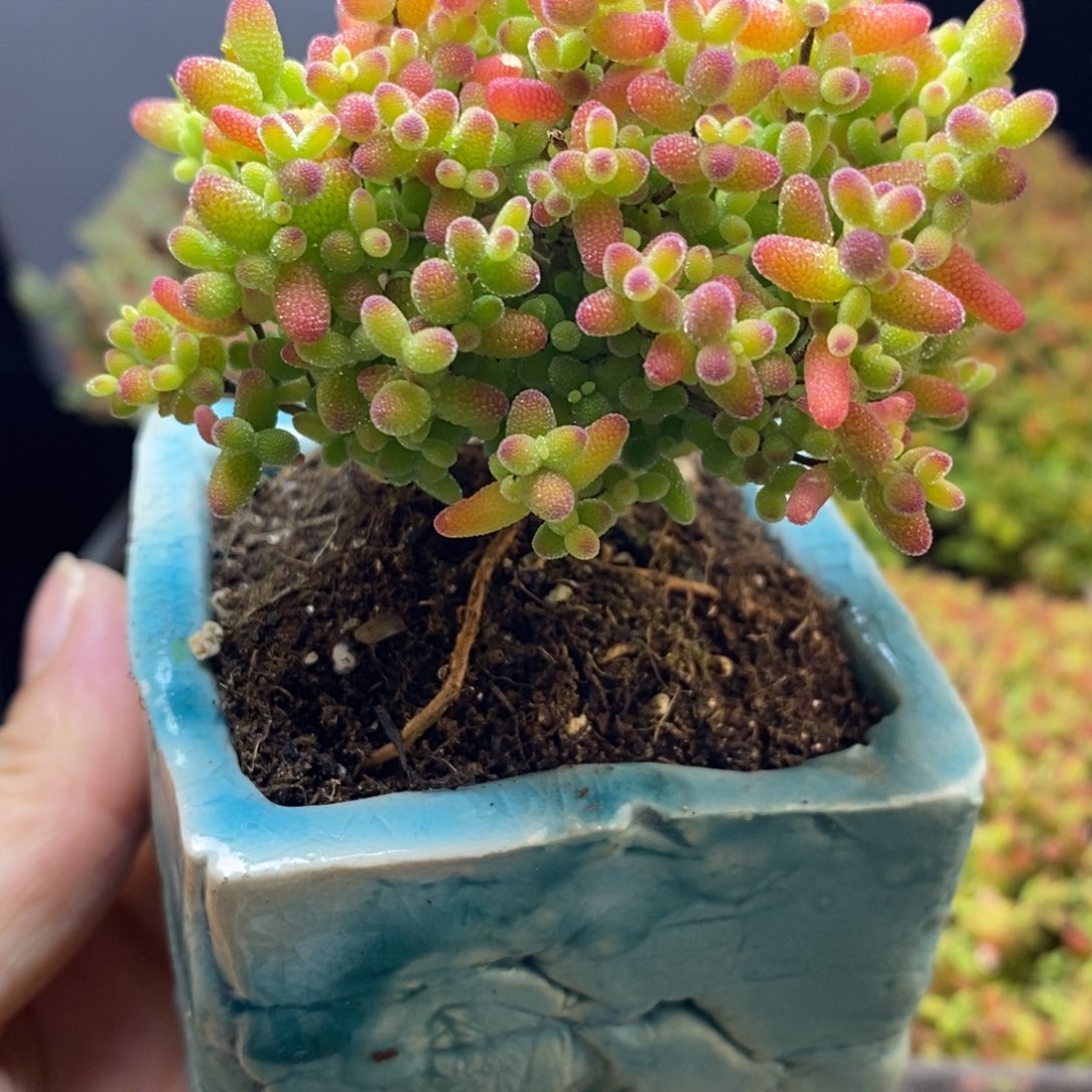 完全开放21号蜜橘糖球（6.5cm）