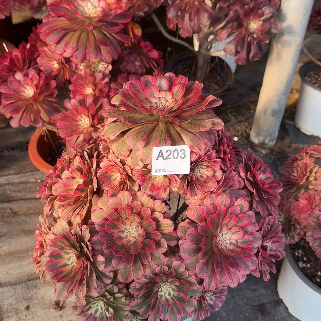 小***）粉同203法师多肉111