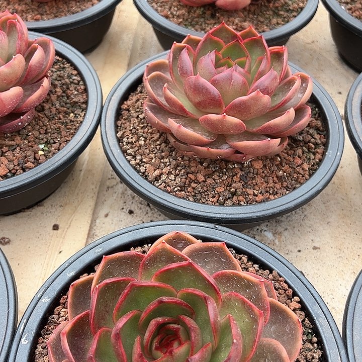 大单头红灯冠幅15厘米