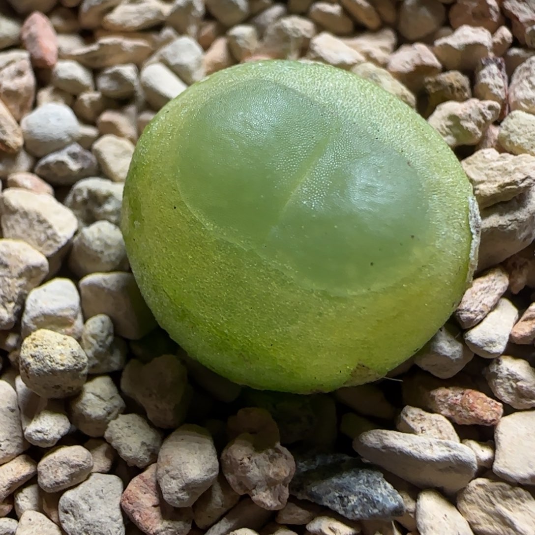 2.3多肉拉登1.6有干疤58号