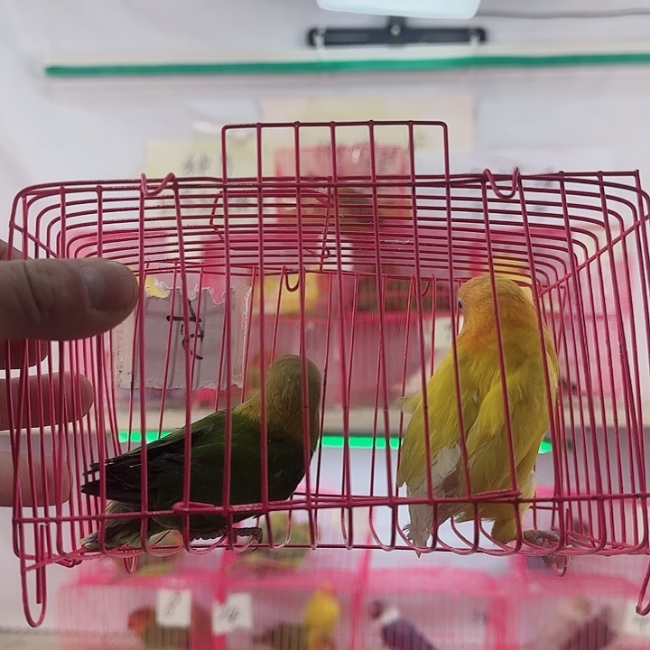 虎皮鹦鹉一物一拍