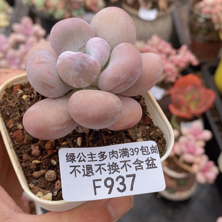 橙雪球5cm937多肉植物