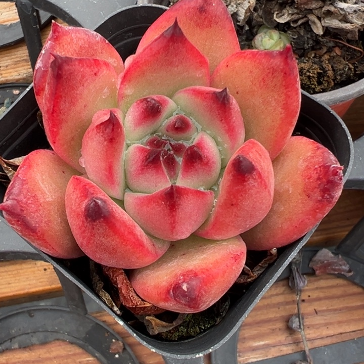 多肉植物11多肉植物