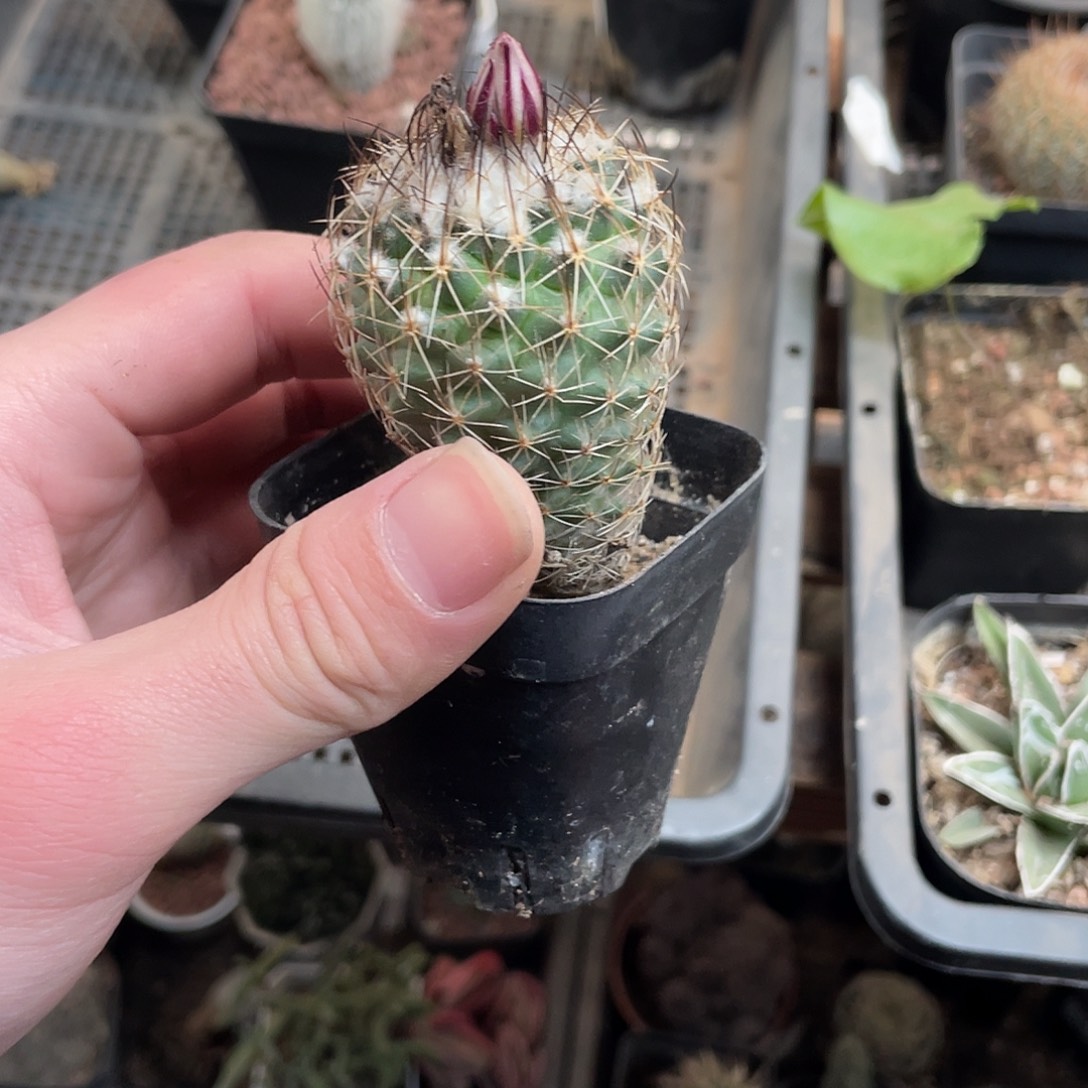 987内里莎（满18包邮）