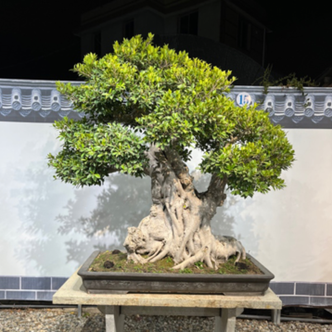 【台湾虎皮榕】岭南年功盆景金丝楠木石楠花桃金娘栀子花瘤枝卫矛