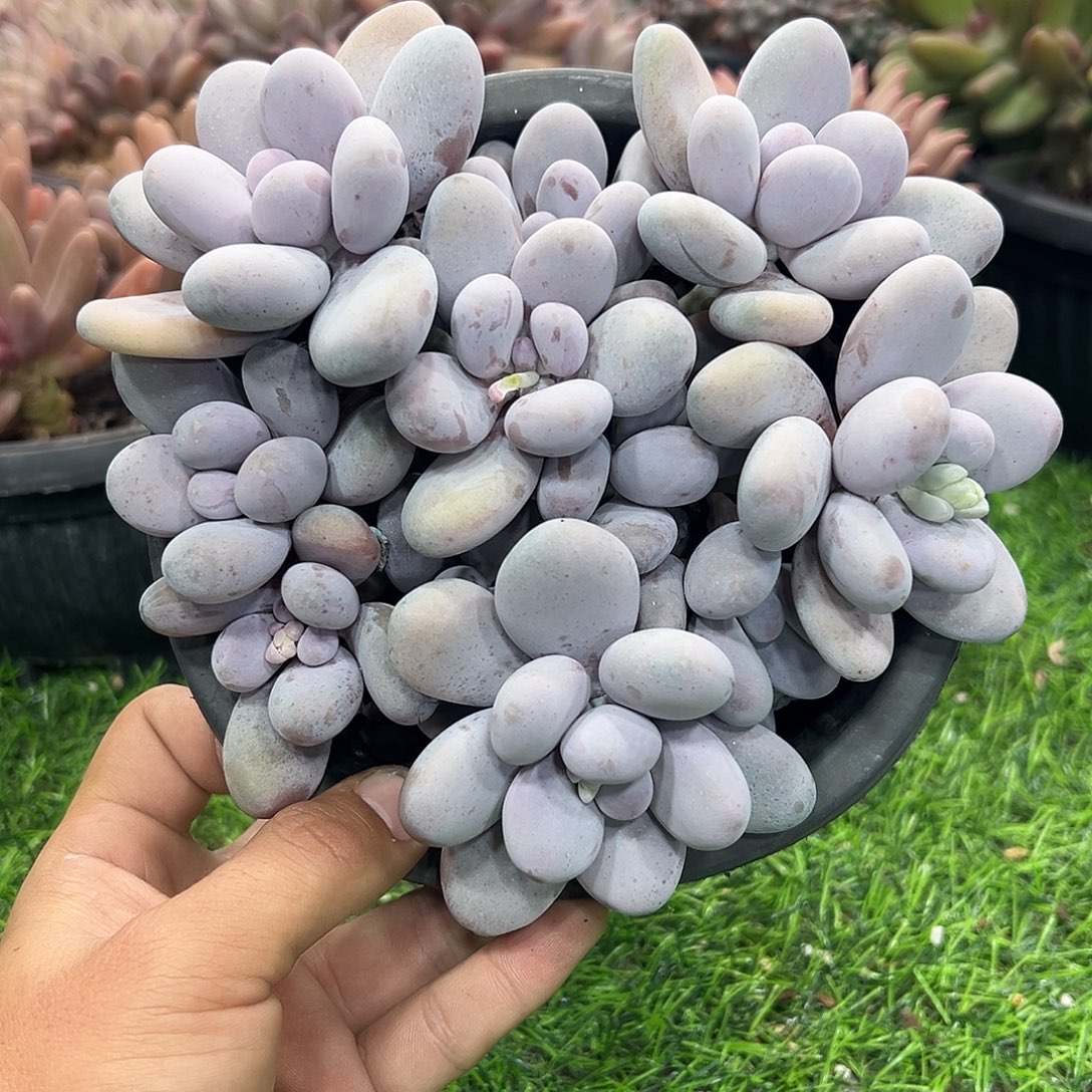 12025221 原始奶酪圆叶群生平头10头无砍