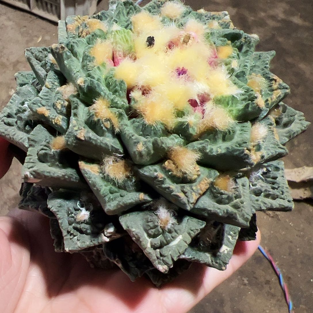 辛顿牡丹有点锈斑420