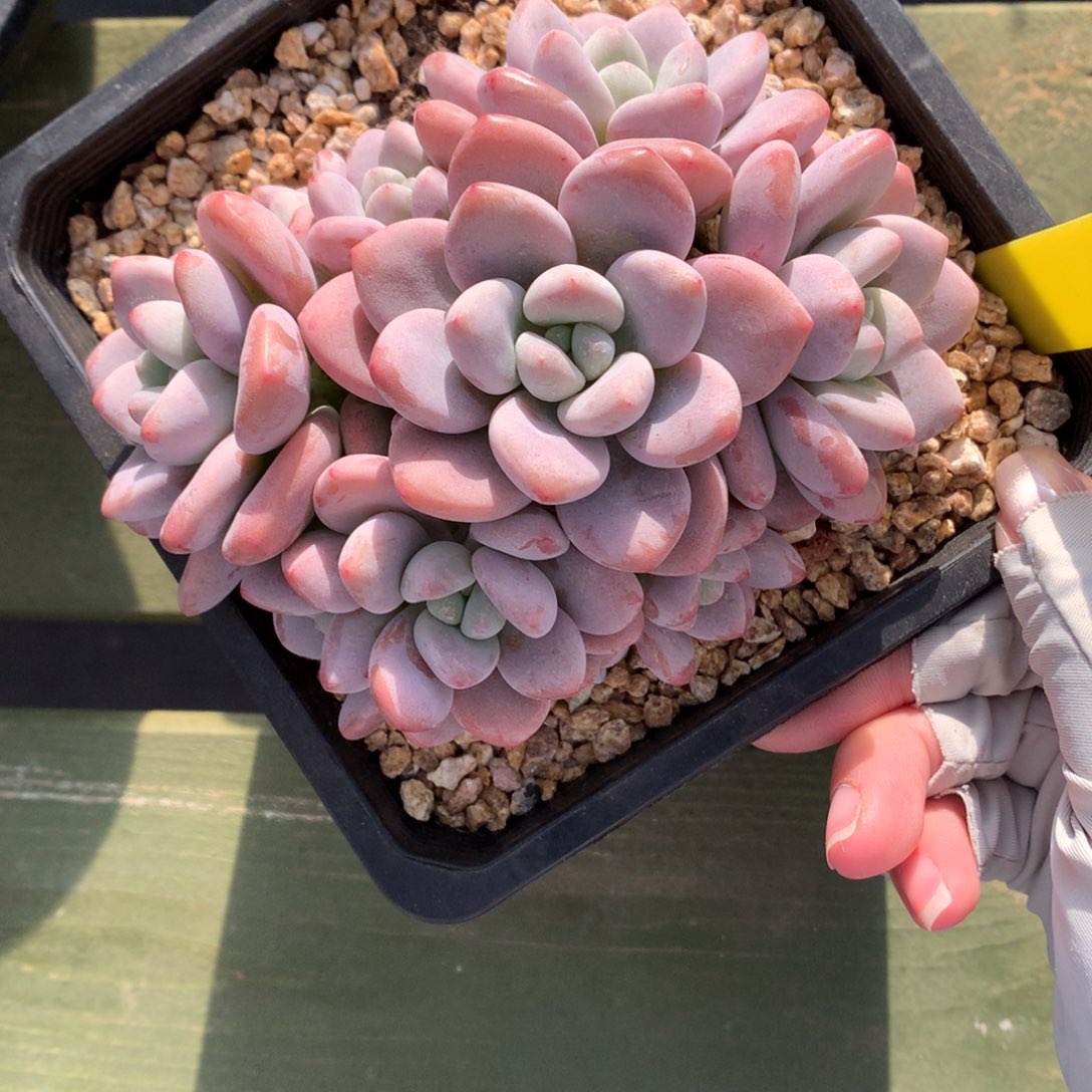 红洛神 多头 一颗    