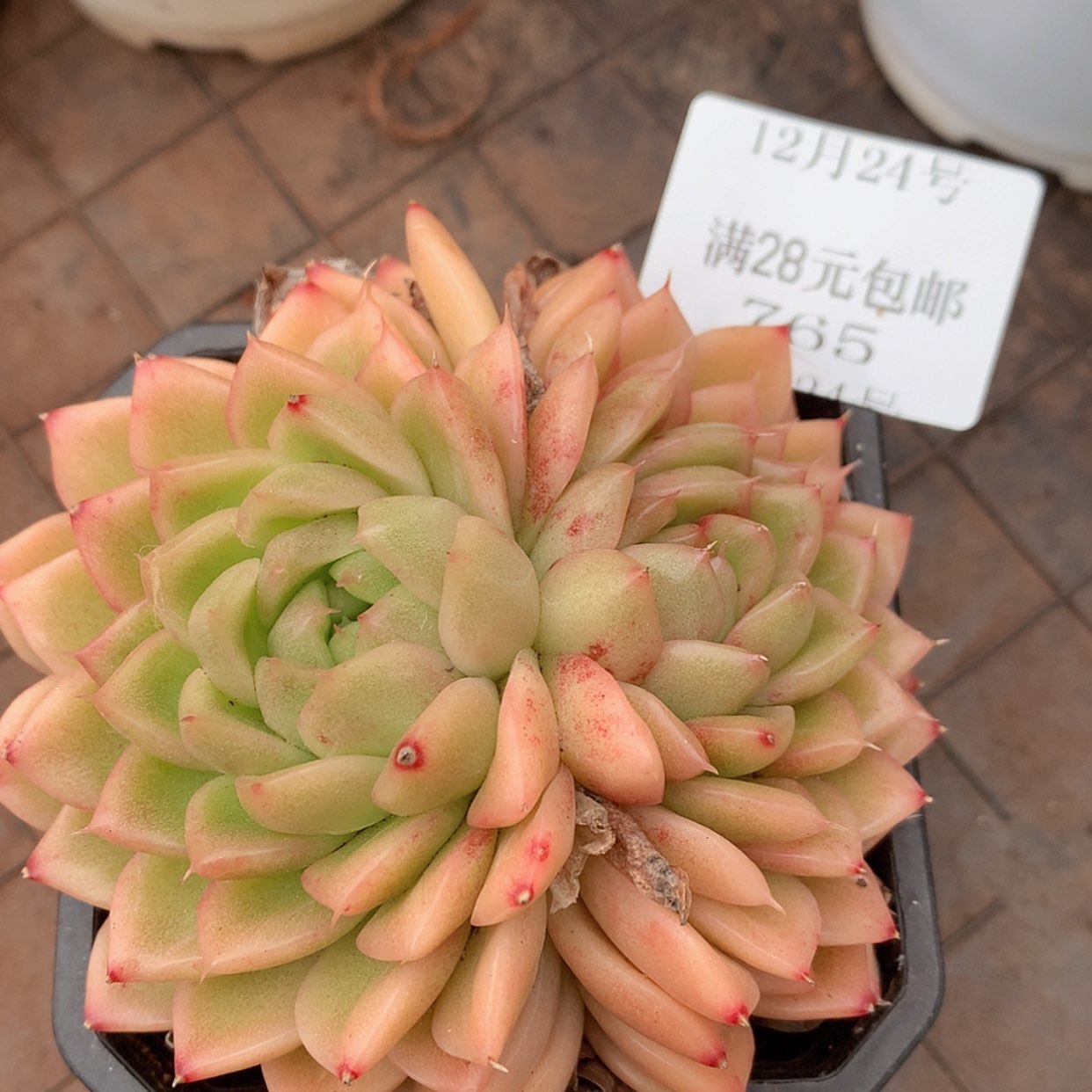 【闪购商品】云765号