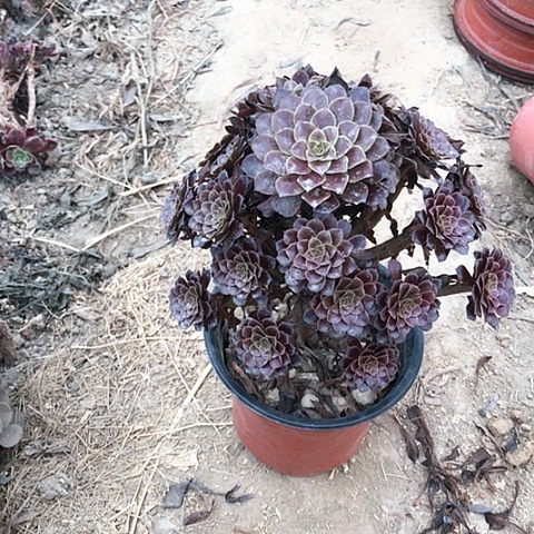 F***R黑铜法师多肉植物2