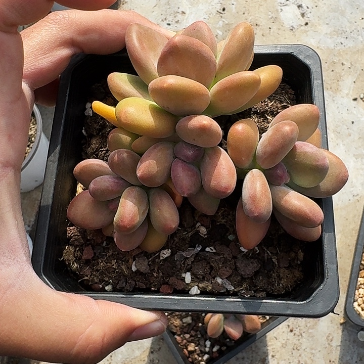 芒果奶 4头 一物一拍