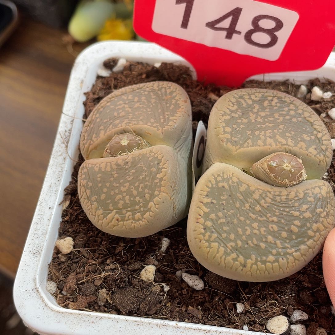 生石花一颗14800