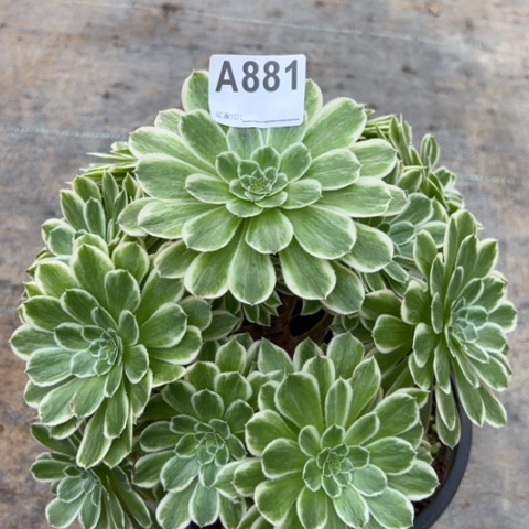 881碧浪20厘米左右