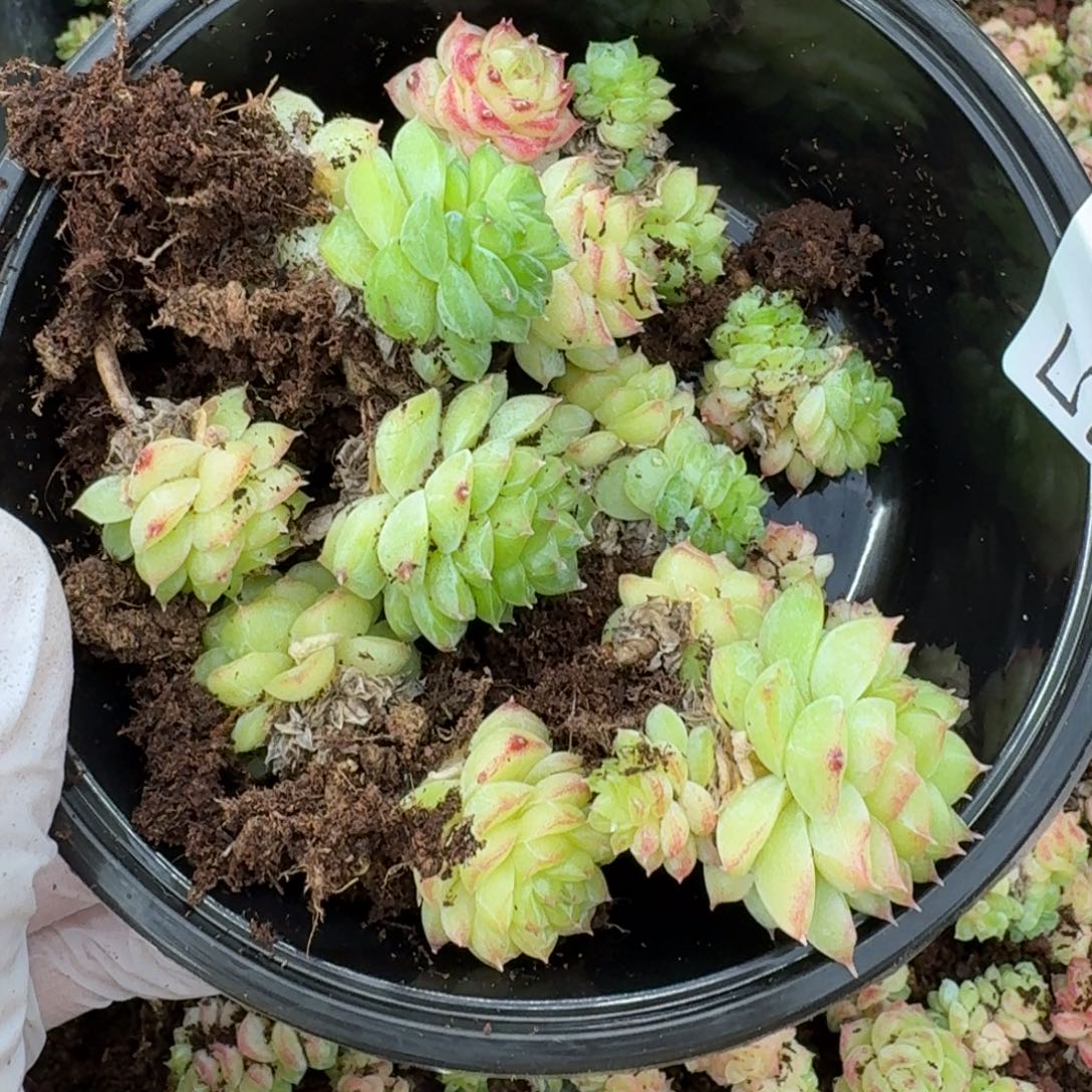 多肉植物多肉植物512