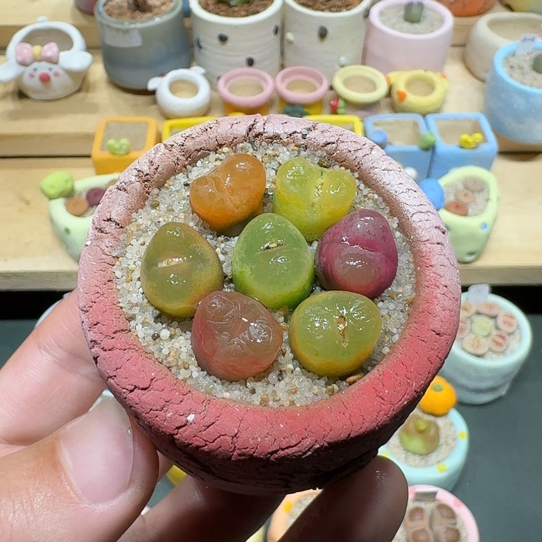 红陶蘑菇708毛汉尼