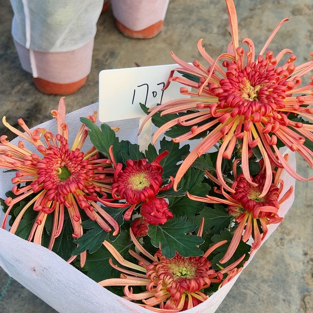 完全开放名曲1707