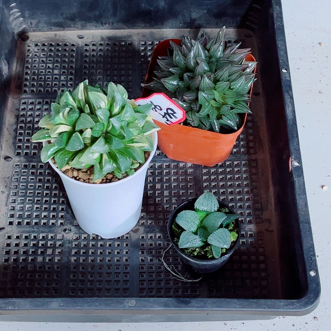 西瓜寿姬寿天空一勿一拍