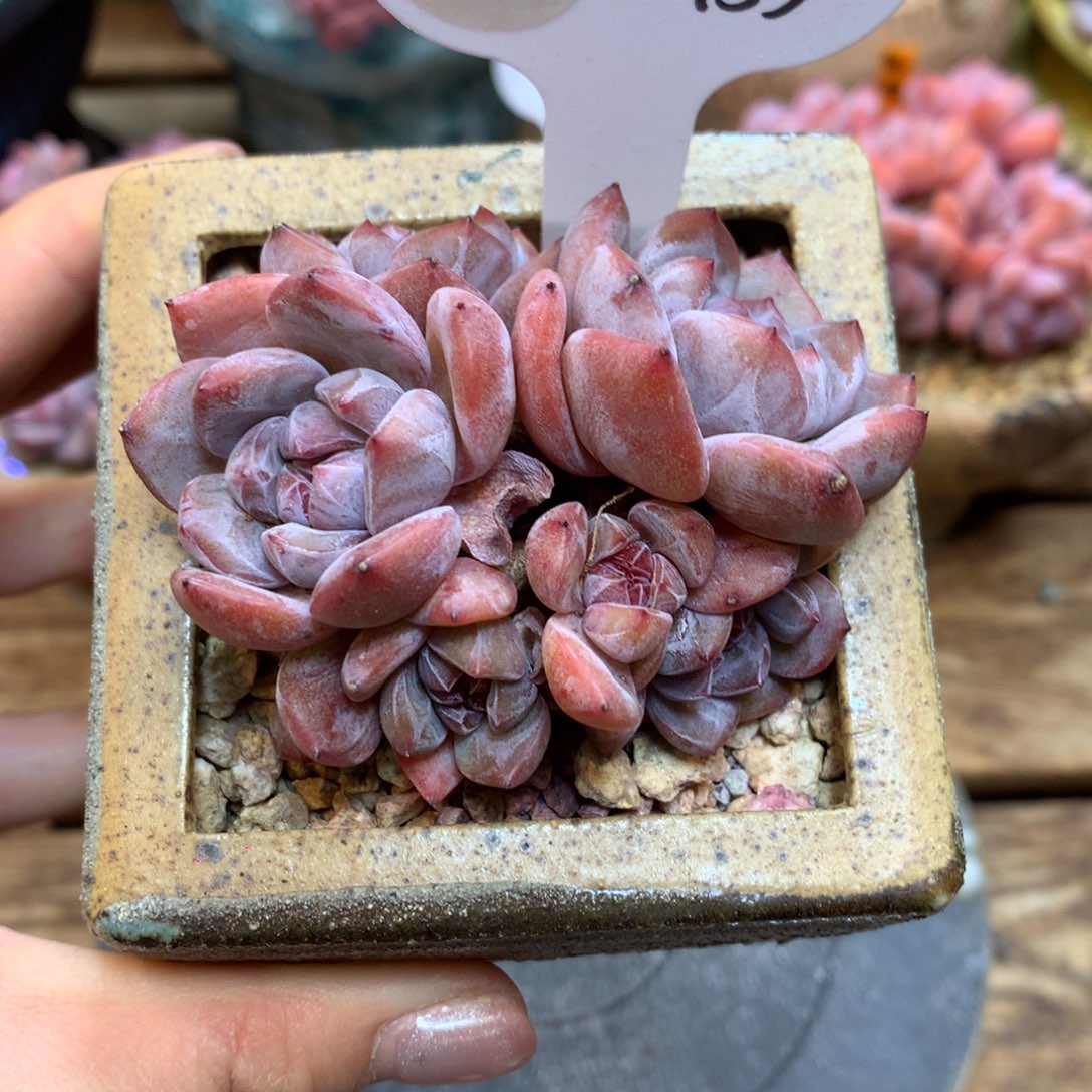 A53 星影小脸 8头 