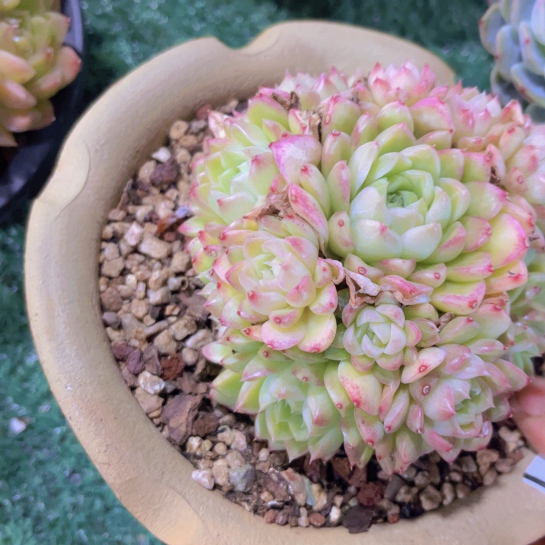 麦秆01311多肉植物