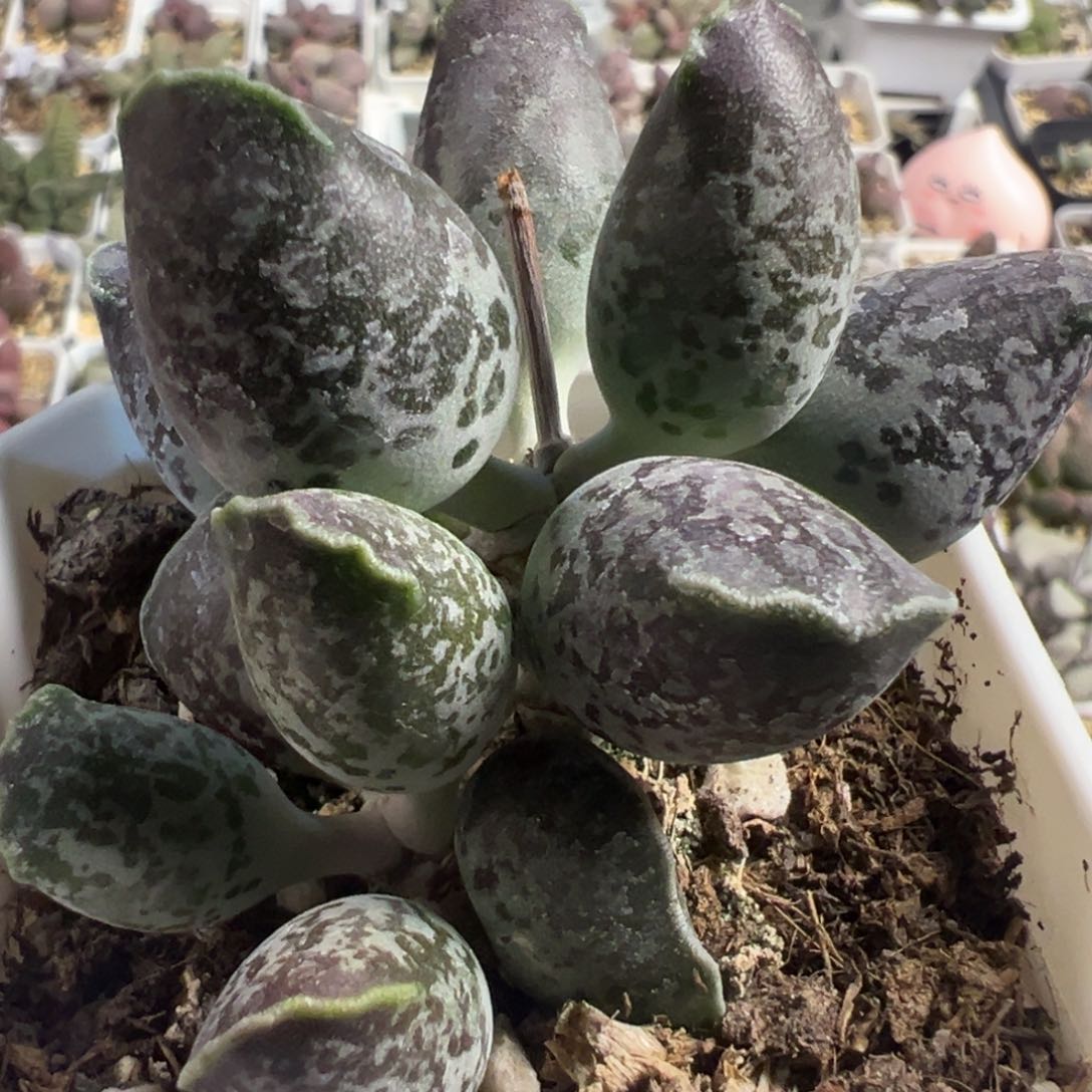 三代紫海豹多头纯木质桩多肉植物