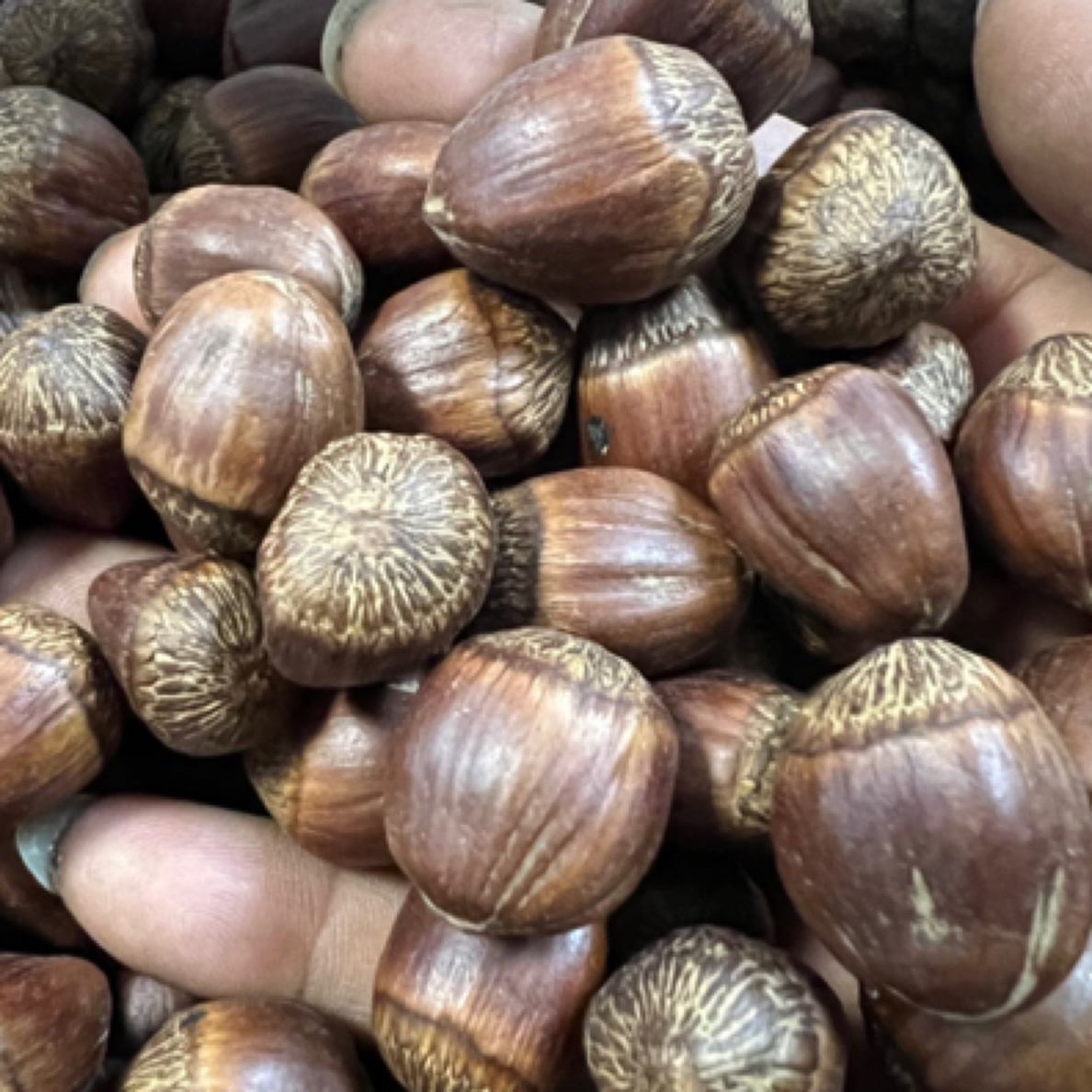 长白山达维大榛子新货熟榛子果仁香浓