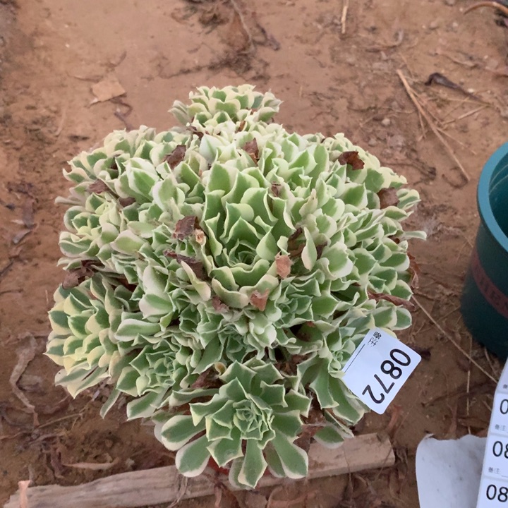 0872白凤手棚4北