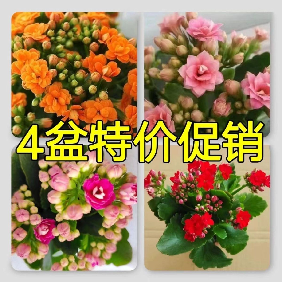 【4盆4色】修剪苗处理苗110原盆原土无售后