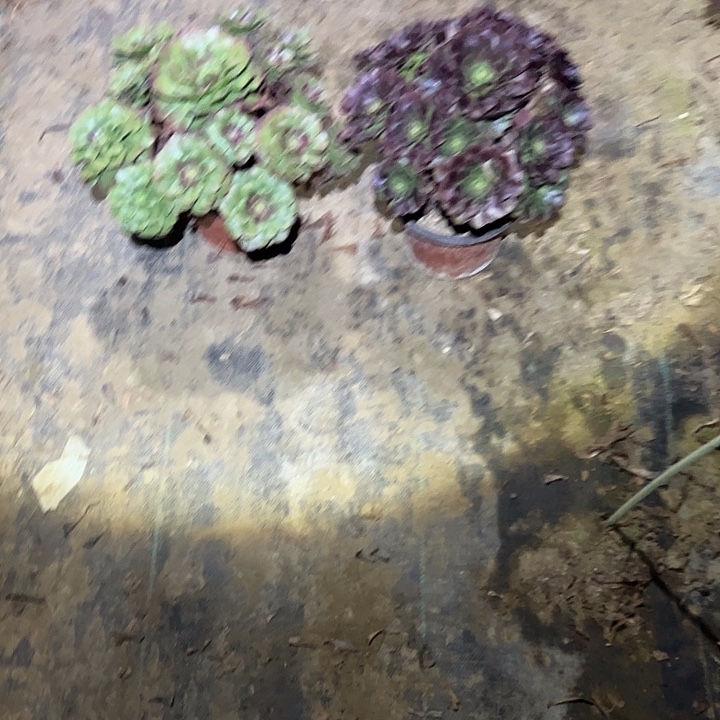 不包侧枝一物一拍49
