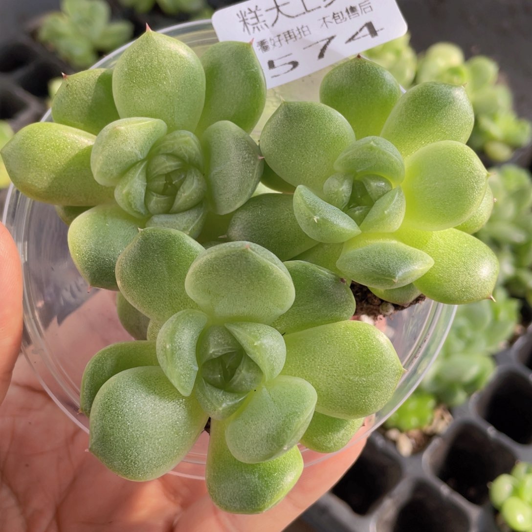 糕大上多肉植物574
