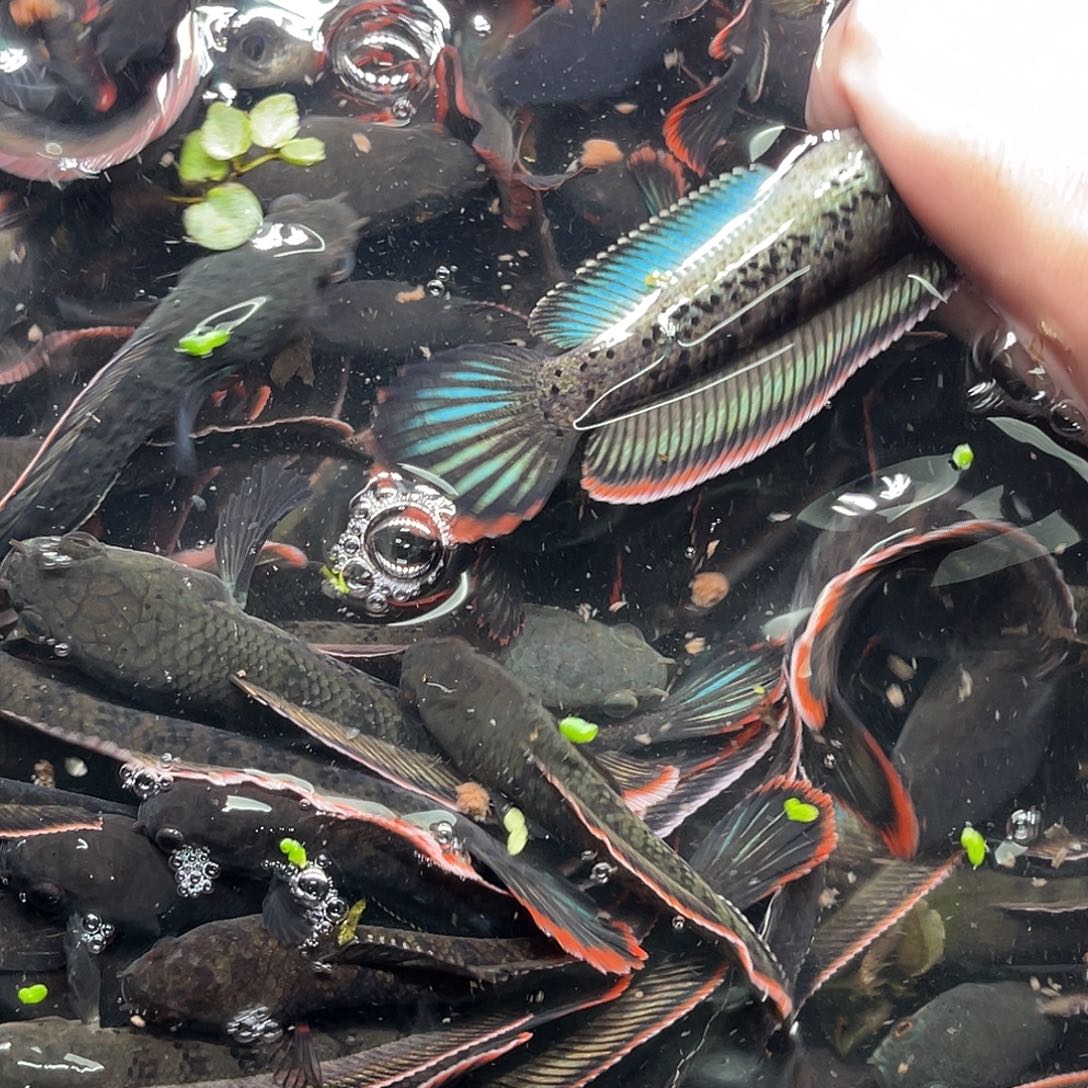 雷龙鱼39号111111111