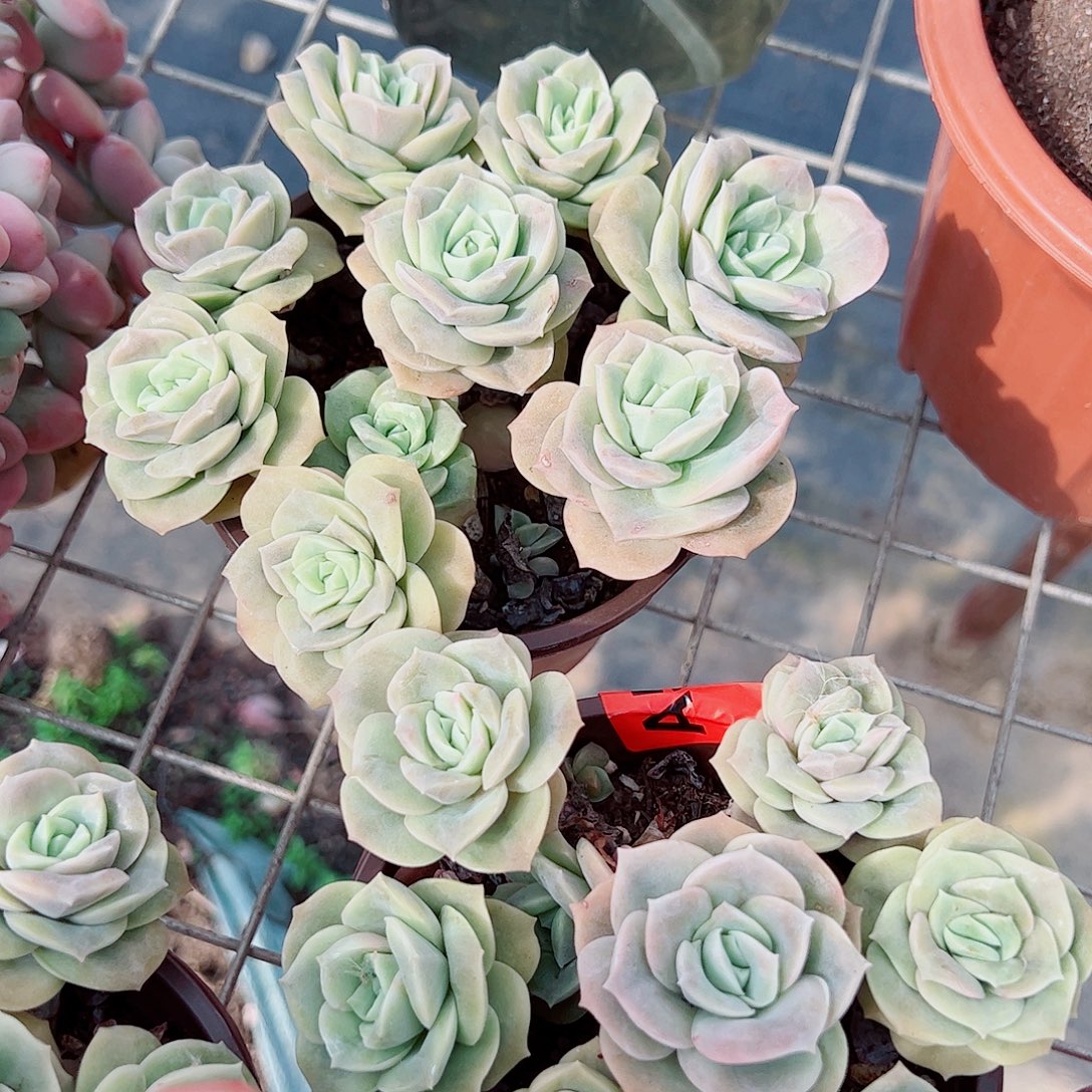 可爱玫瑰散装带盆土十头起发二盆