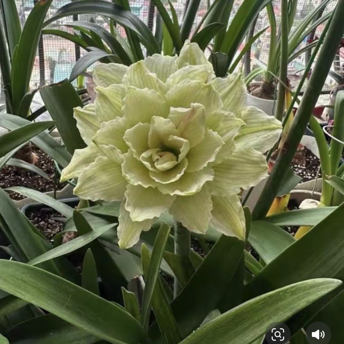 〔  朱顶红 天雀切球苗1.5厘米〕福利购重瓣 苗情好包对版