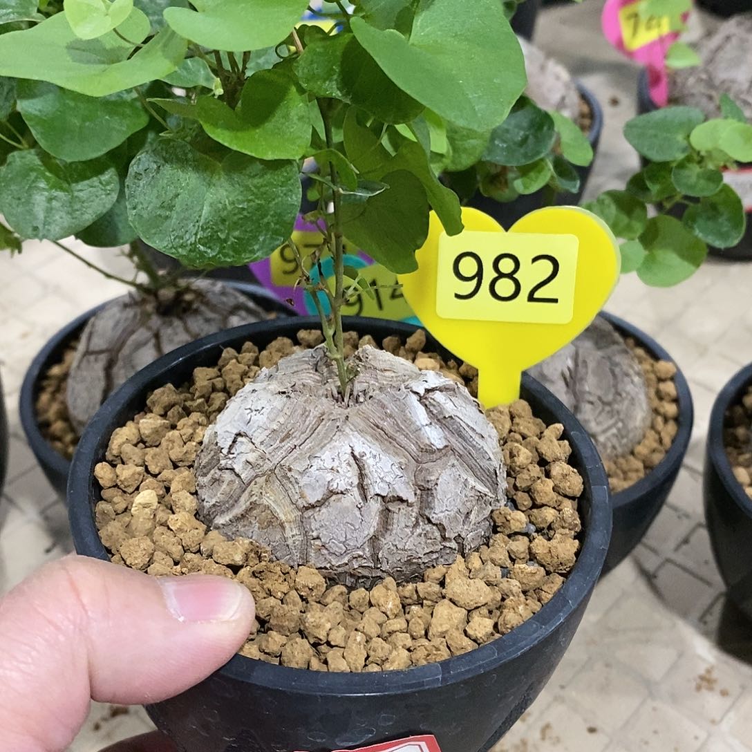 南非龟甲龙龟甲龙